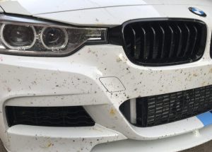 tẩy nhựa cây trên xe ô tô